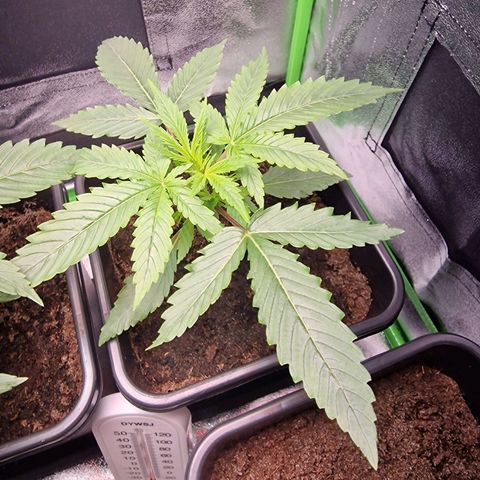 Royal Cookies Automatic growlog timeline photo