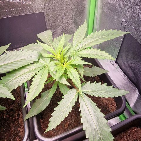 Royal Cookies Automatic growlog timeline photo