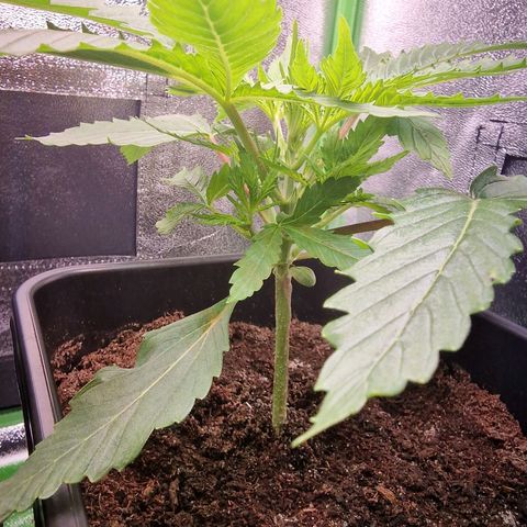 Royal Cookies Automatic growlog timeline photo