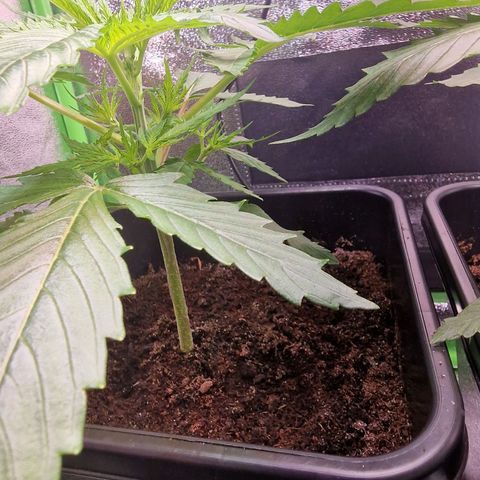 Royal Cookies Automatic growlog timeline photo