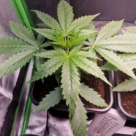 Royal Cookies Automatic growlog timeline photo