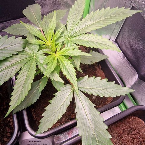 Royal Cookies Automatic growlog timeline photo