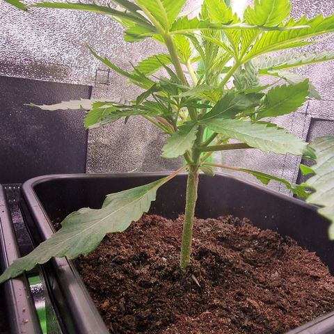 Royal Cookies Automatic growlog timeline photo