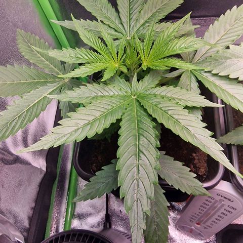 Royal Cookies Automatic growlog timeline photo