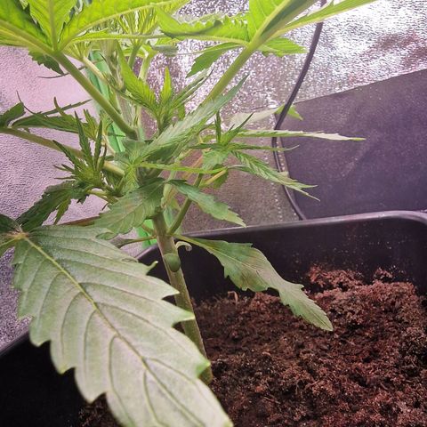 Royal Cookies Automatic growlog timeline photo