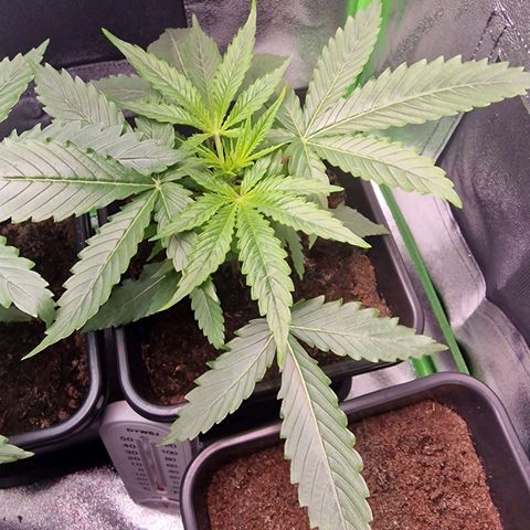 Royal Cookies Automatic growlog timeline photo