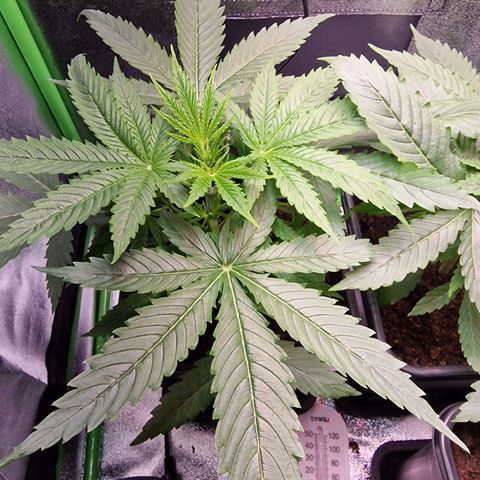 Royal Cookies Automatic growlog timeline photo