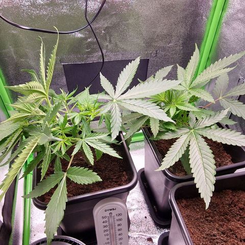 Royal Cookies Automatic growlog timeline photo