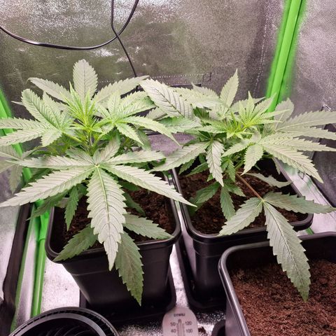 Royal Cookies Automatic growlog timeline photo