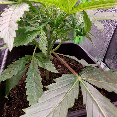 Royal Cookies Automatic growlog timeline photo