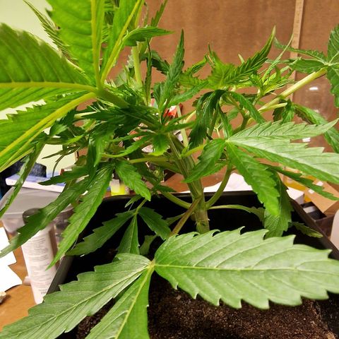 Royal Cookies Automatic growlog timeline photo