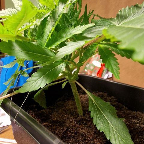 Royal Cookies Automatic growlog timeline photo