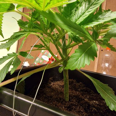Royal Cookies Automatic growlog timeline photo