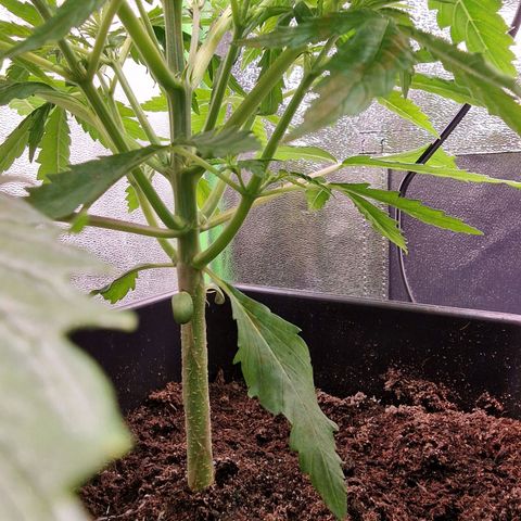 Royal Cookies Automatic growlog timeline photo