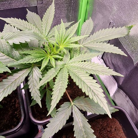 Royal Cookies Automatic growlog timeline photo