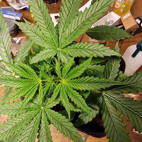 Royal Cookies Automatic growlog timeline photo