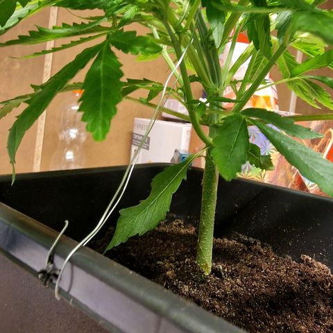 Royal Cookies Automatic growlog timeline photo