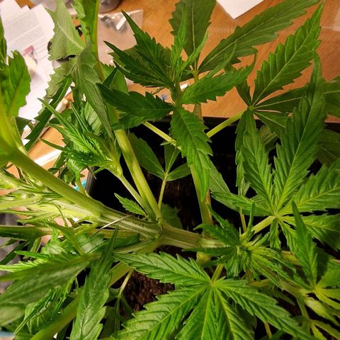 Royal Cookies Automatic growlog timeline photo