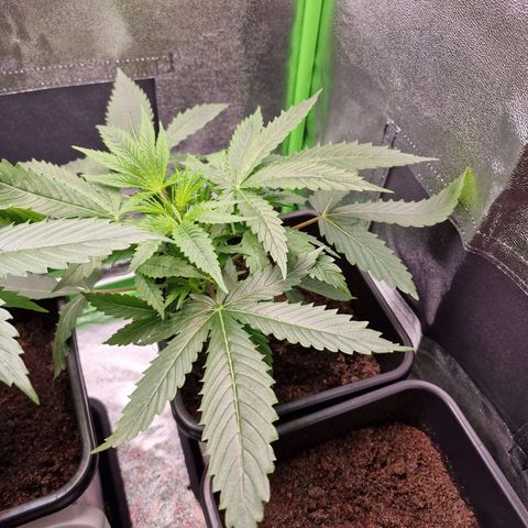 Royal Cookies Automatic growlog timeline photo