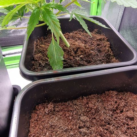 Royal Cookies Automatic growlog timeline photo