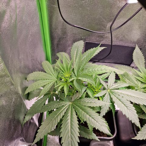 Royal Cookies Automatic growlog timeline photo