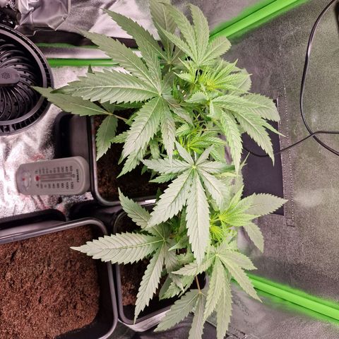 Royal Cookies Automatic growlog timeline photo