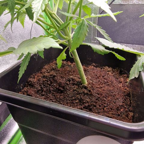 Royal Cookies Automatic growlog timeline photo
