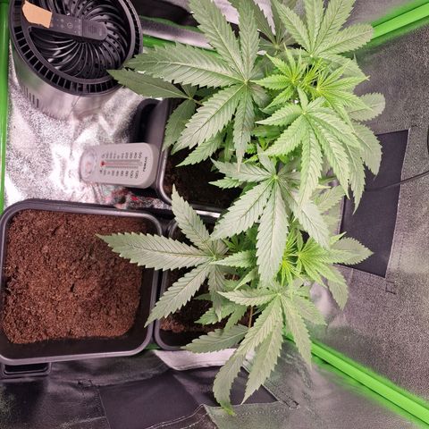Royal Cookies Automatic growlog timeline photo