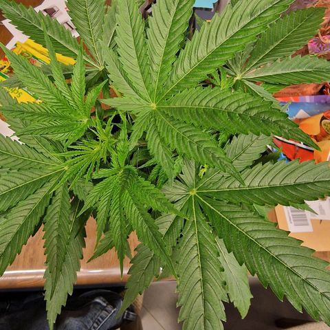 Royal Cookies Automatic growlog timeline photo