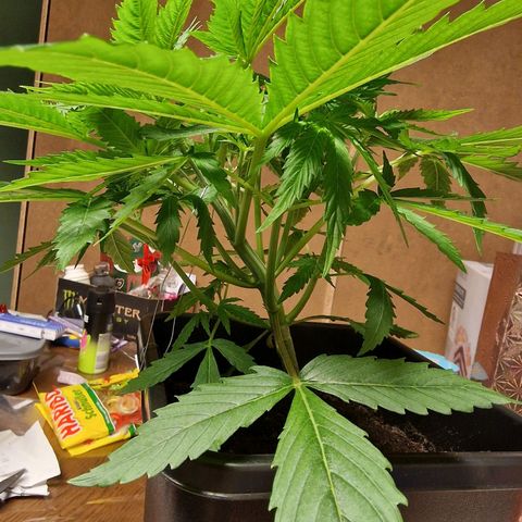 Royal Cookies Automatic growlog timeline photo
