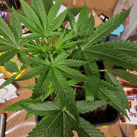 Royal Cookies Automatic growlog timeline photo