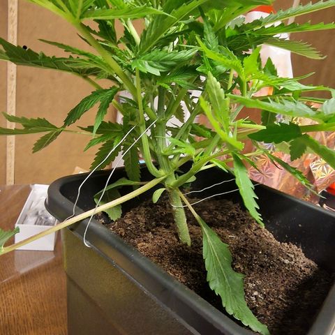 Royal Cookies Automatic growlog timeline photo