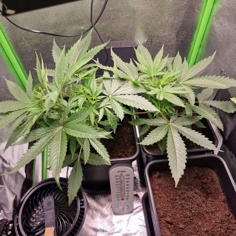 Royal Cookies Automatic growlog timeline photo