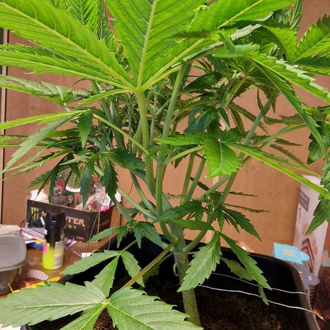 Royal Cookies Automatic growlog timeline photo
