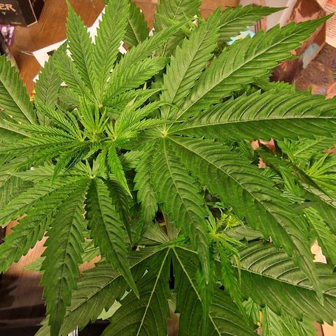 Royal Cookies Automatic growlog timeline photo