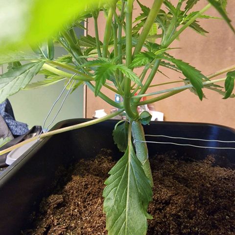 Royal Cookies Automatic growlog timeline photo
