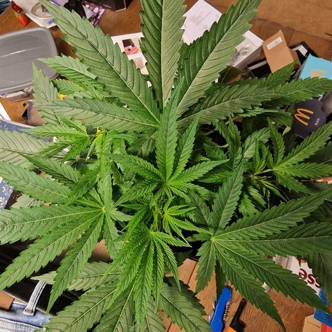 Royal Cookies Automatic growlog timeline photo