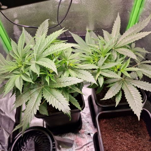 Royal Cookies Automatic growlog timeline photo