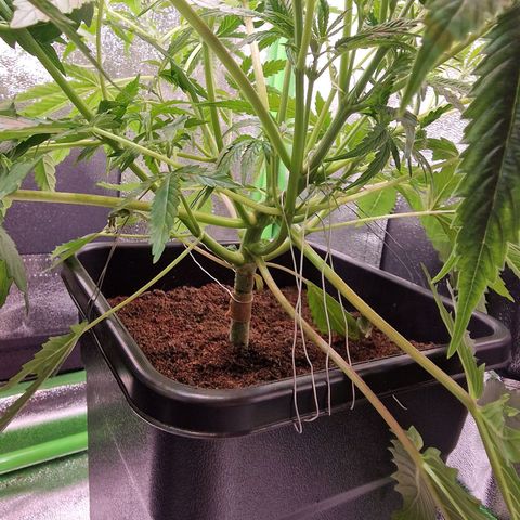 Royal Cookies Automatic growlog timeline photo