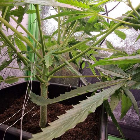 Royal Cookies Automatic growlog timeline photo