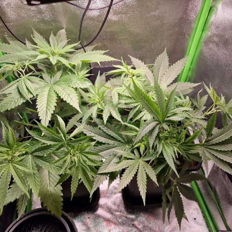 Royal Cookies Automatic growlog timeline photo