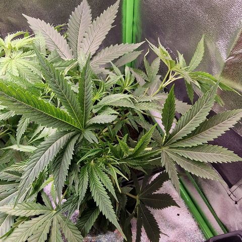 Royal Cookies Automatic growlog timeline photo