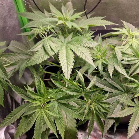 Royal Cookies Automatic growlog timeline photo