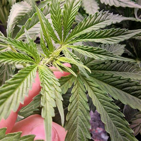 Royal Cookies Automatic growlog timeline photo
