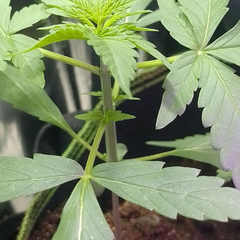RED SKUNK  #1 growlog timeline photo