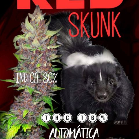 RED SKUNK  #1 growlog timeline photo