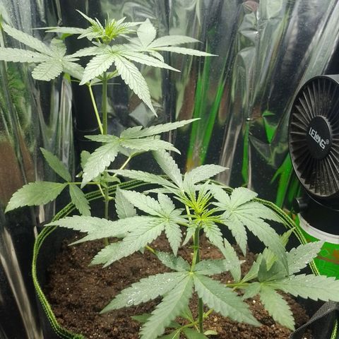 RED SKUNK  #1 growlog timeline photo