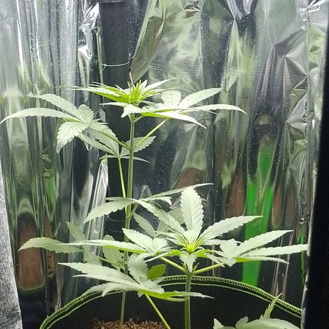 RED SKUNK  #1 growlog timeline photo