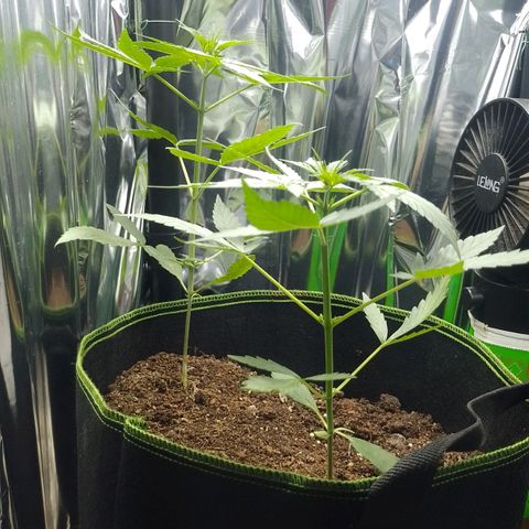 RED SKUNK  #1 growlog timeline photo