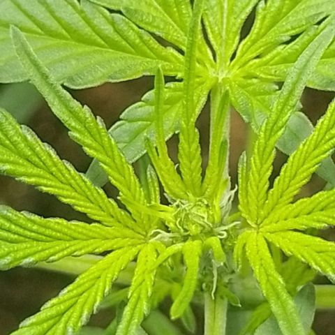 RED SKUNK  #1 growlog photo: Tá vindo em 